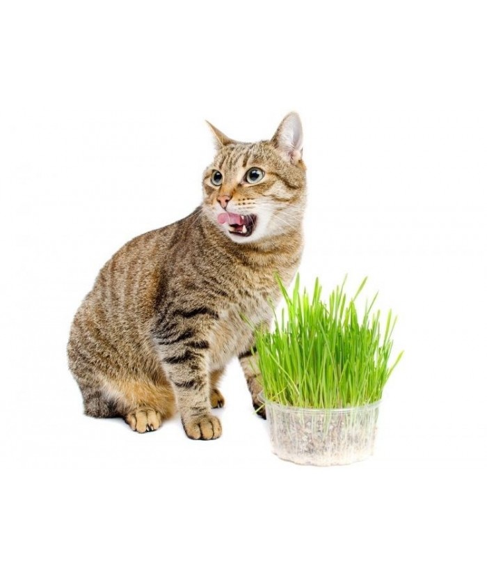 Rutina verde para gatos de avena Golden Dog